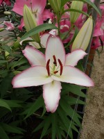 [5252 The Edge No02.JPG]